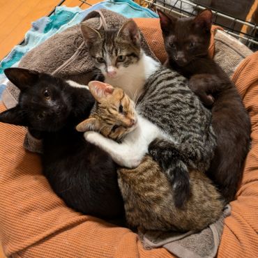 なかよし4猫組♥
