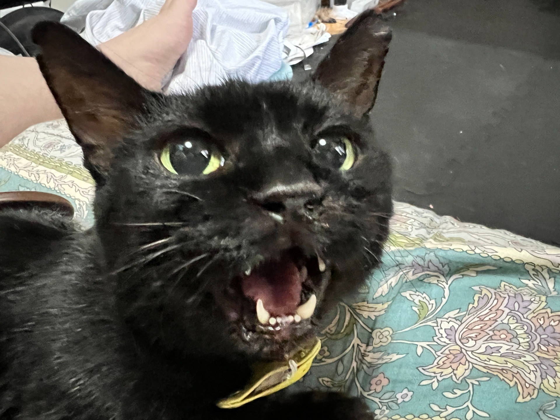 違うって言ってんでしょ！！