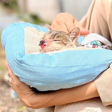 おだやかな日常