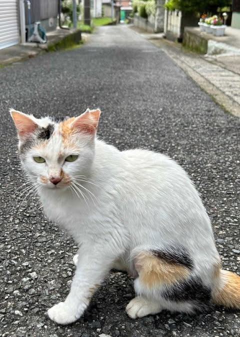 さくらねこデビュー