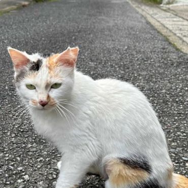 さくらねこデビュー