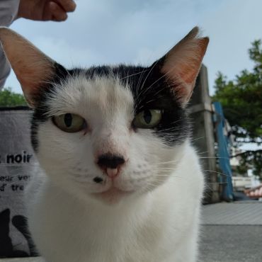 私は黒猫じゃないよ！