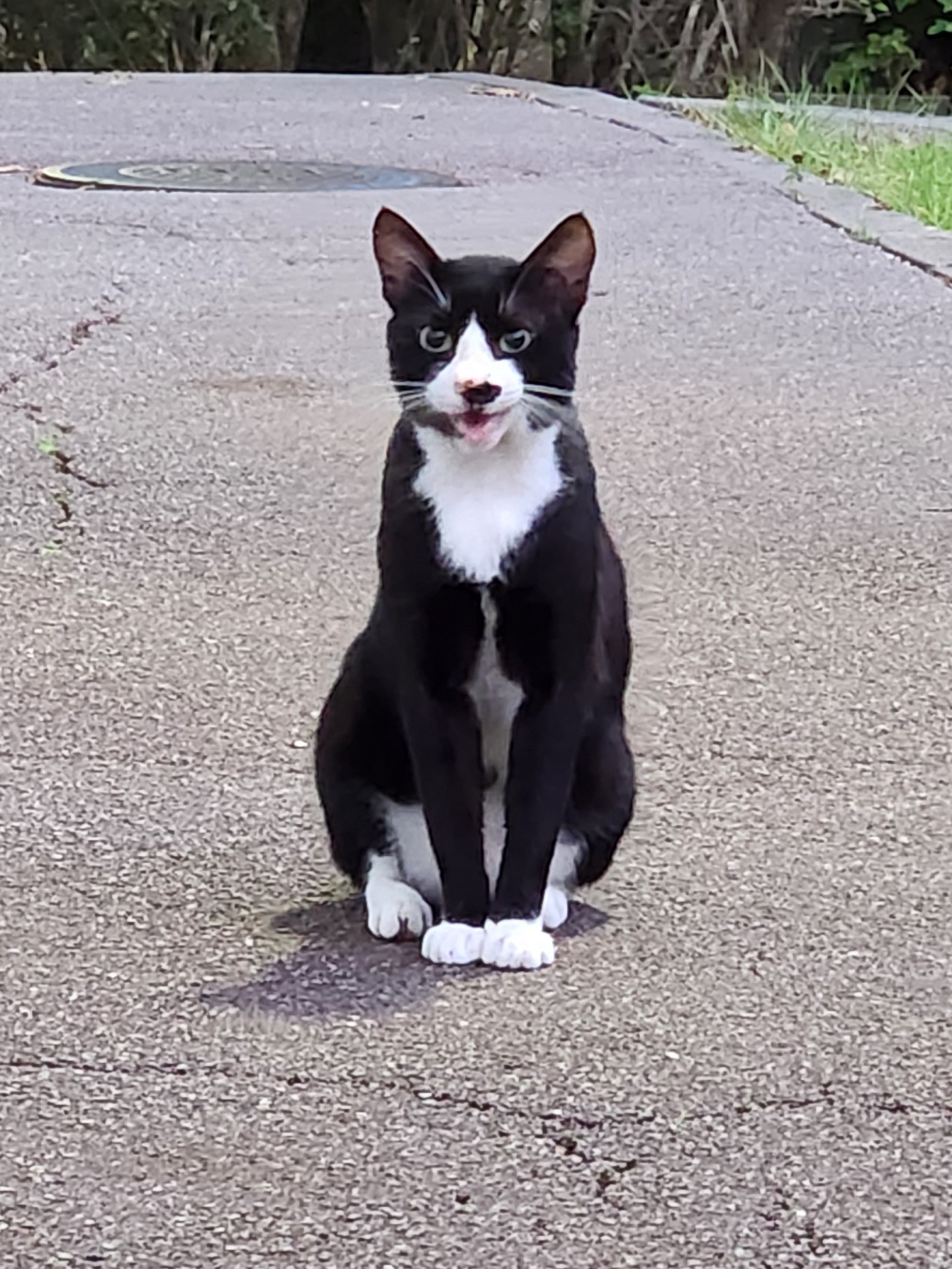 これからさくらねこになります、よろしく！！
