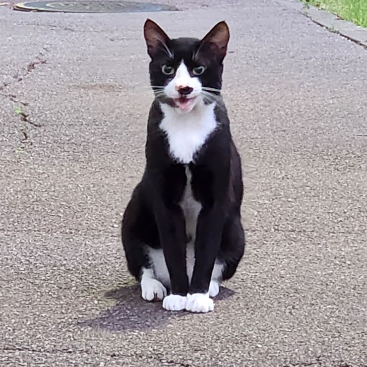 これからさくらねこになります、よろしく！！