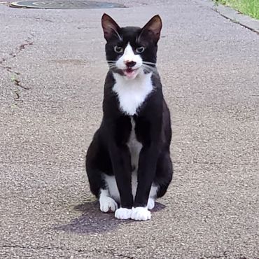 これからさくらねこになります、よろしく！！