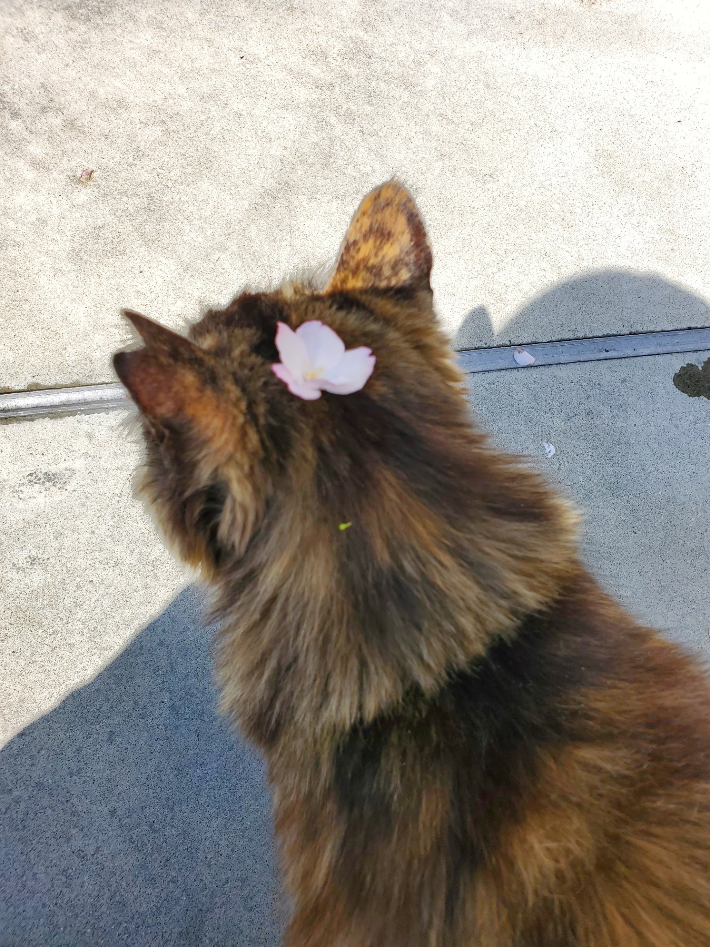 さくら猫