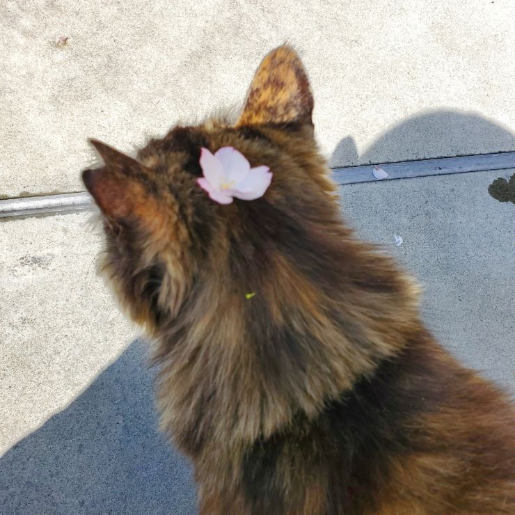 さくら猫