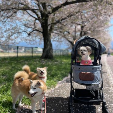 みんなでお花見楽しいね