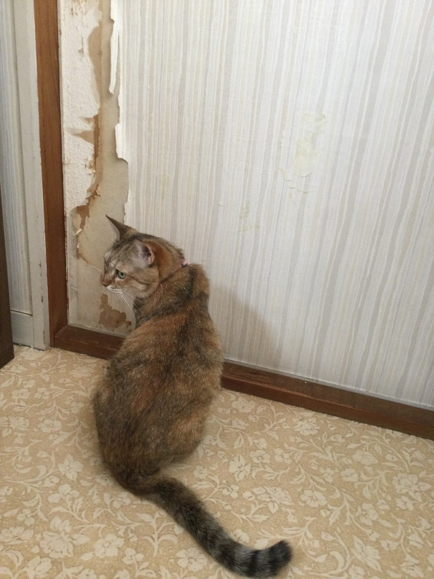 誰が壁紙を破いた？