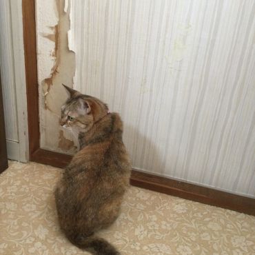 誰が壁紙を破いた？