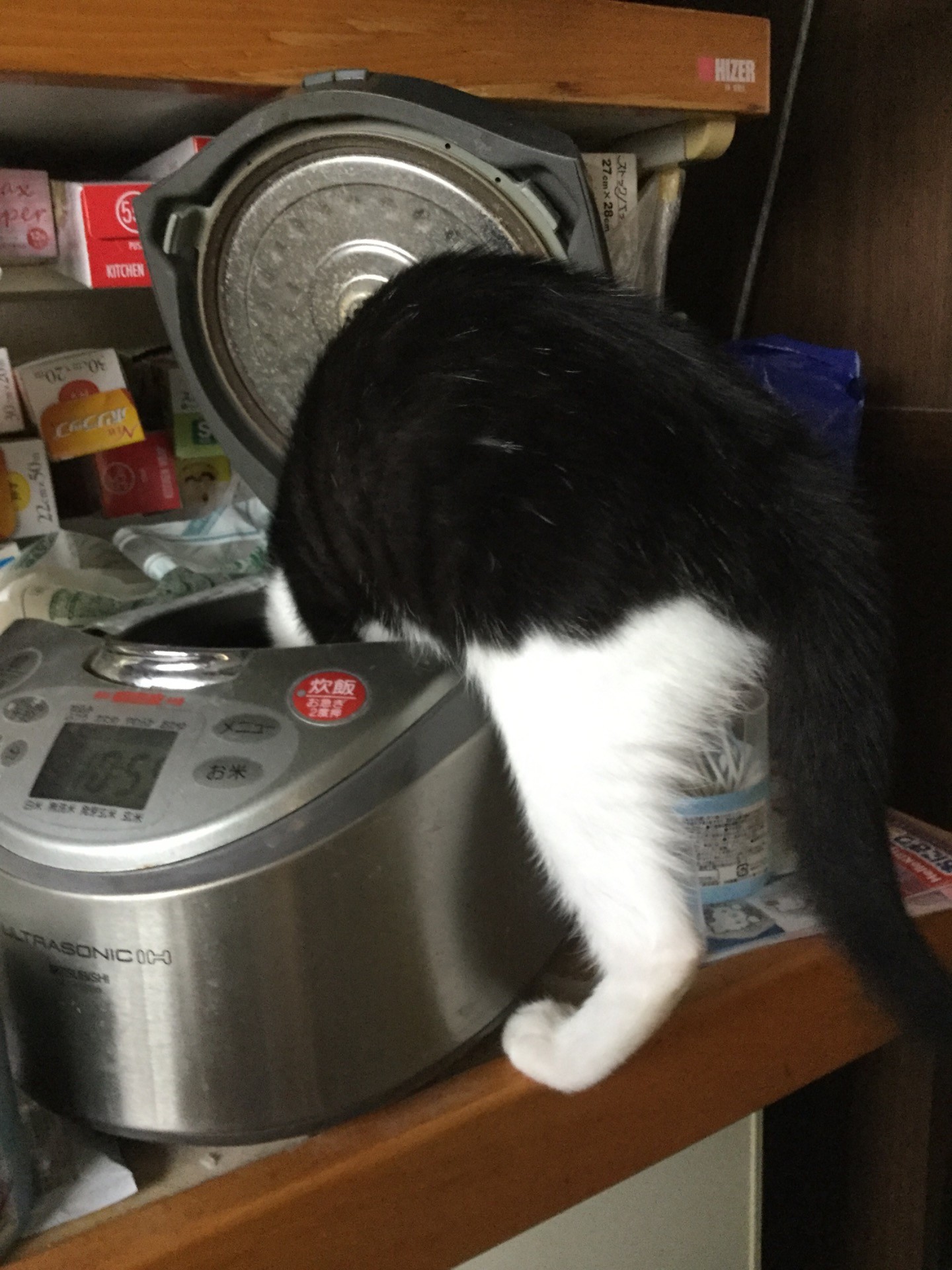 炊飯器に顔を突っ込むショコラ
