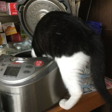 炊飯器に顔を突っ込むショコラ