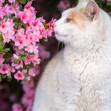 春の風物詩