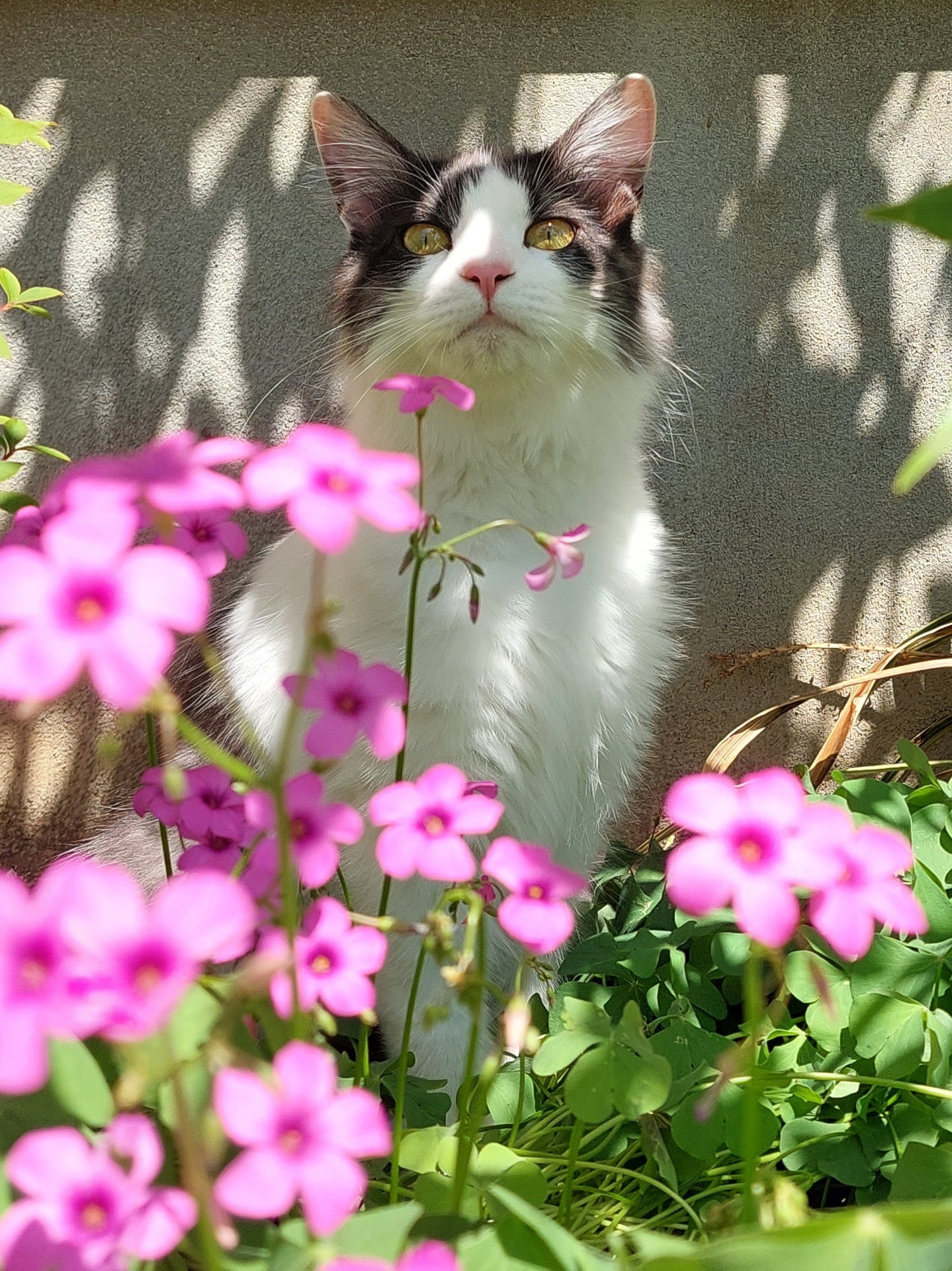 花より猫🌸