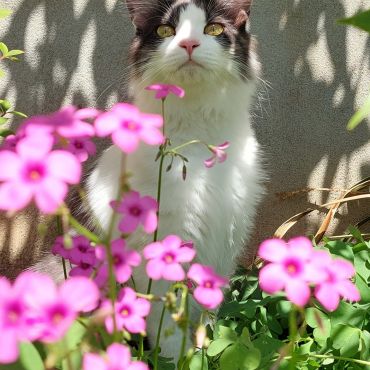 花より猫🌸