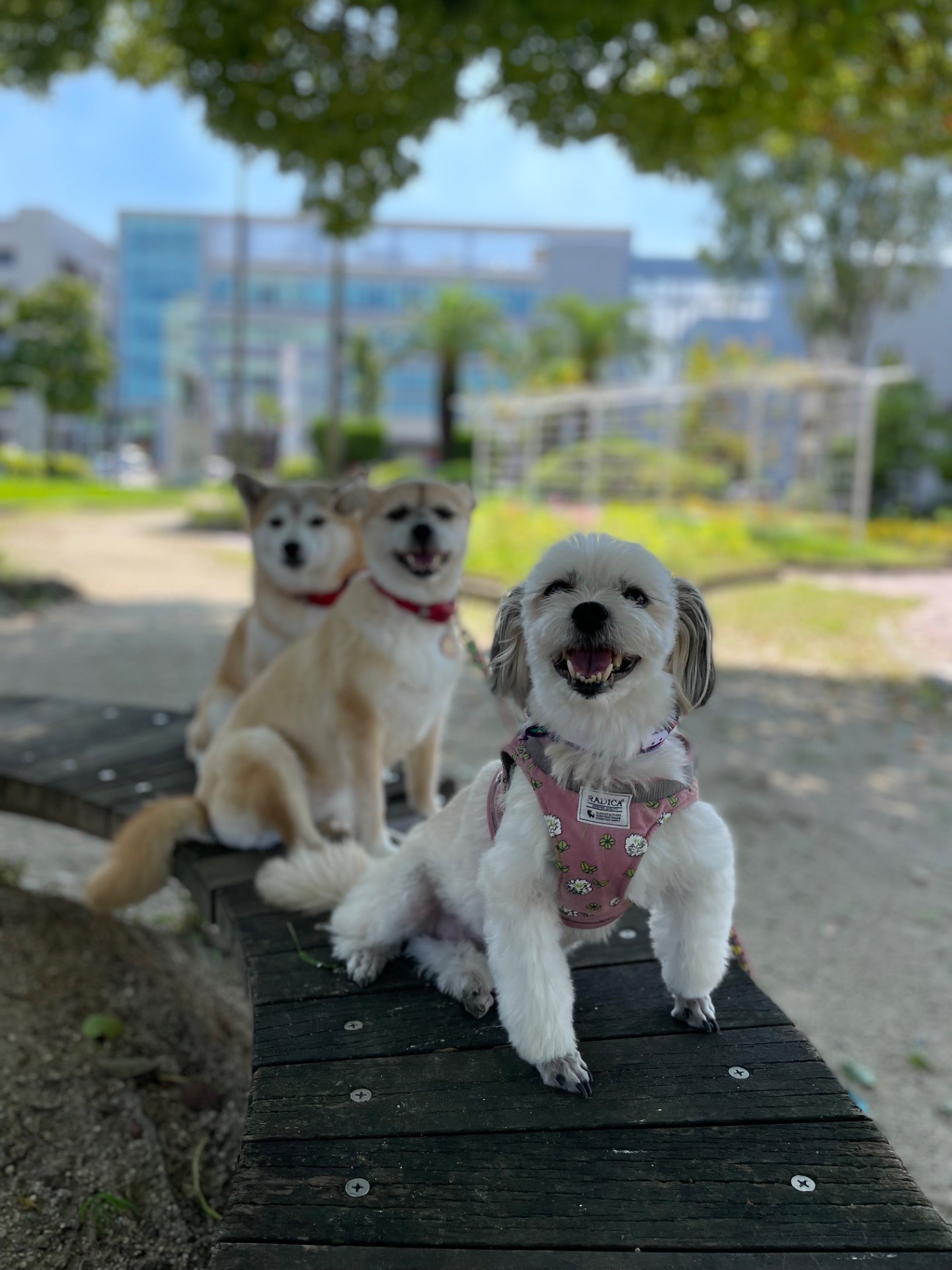 中央公園で整列‼︎