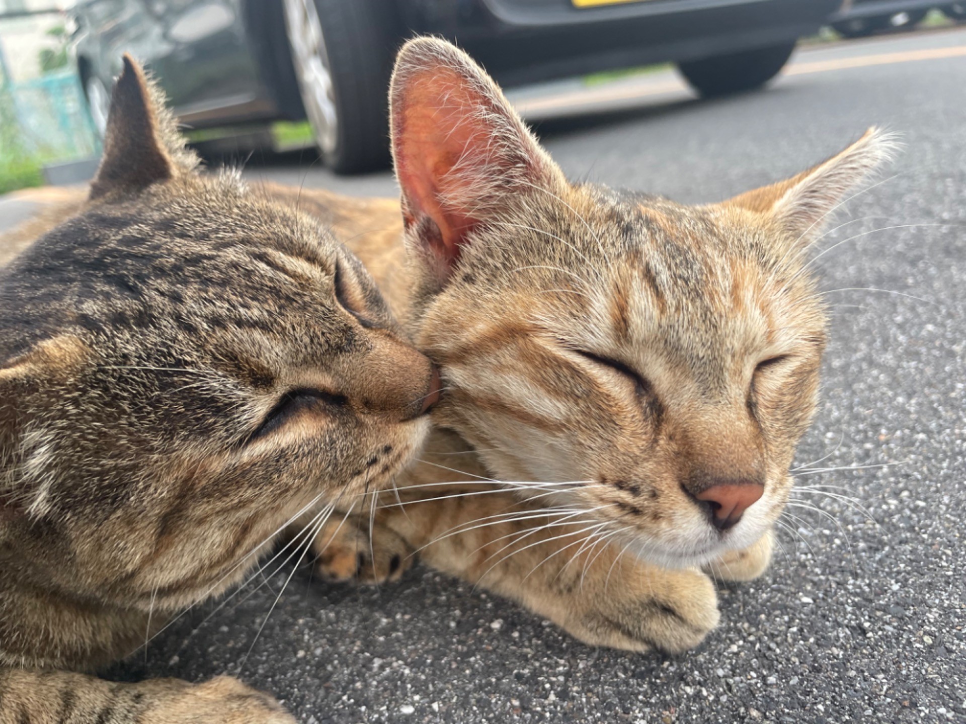 兄妹愛見せつけちゃって