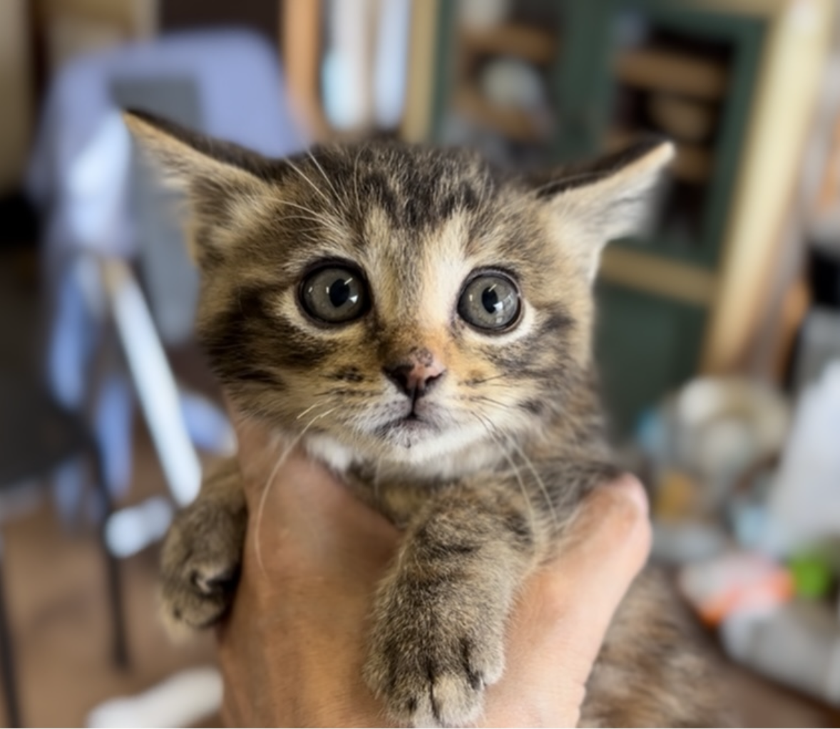 捕まっちゃったニャン