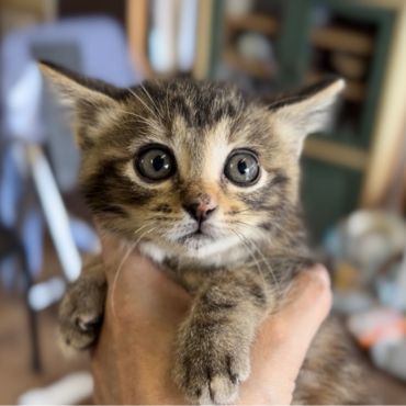 捕まっちゃったニャン