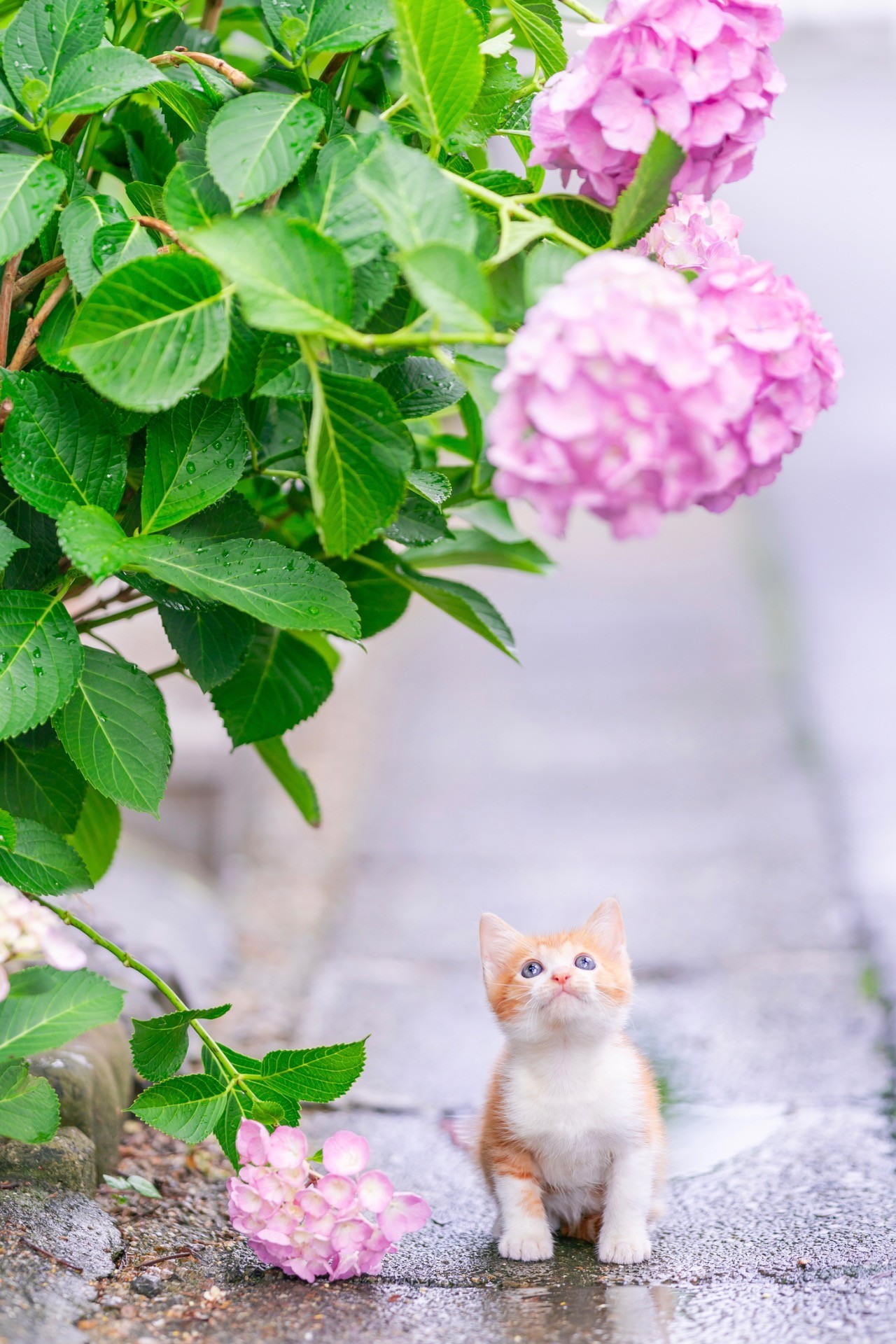雨あがり