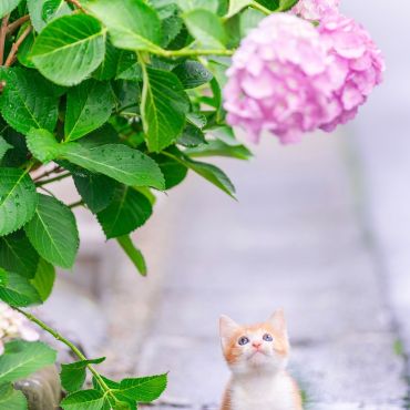 雨あがり