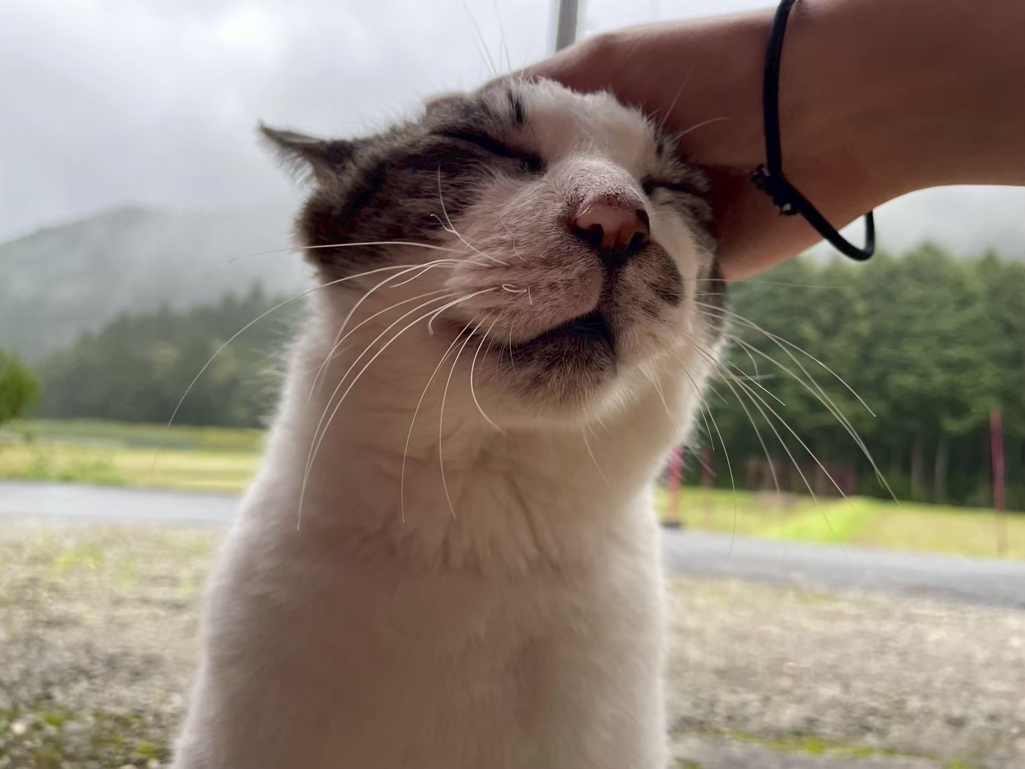 世界一幸せな猫。