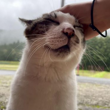 世界一幸せな猫。