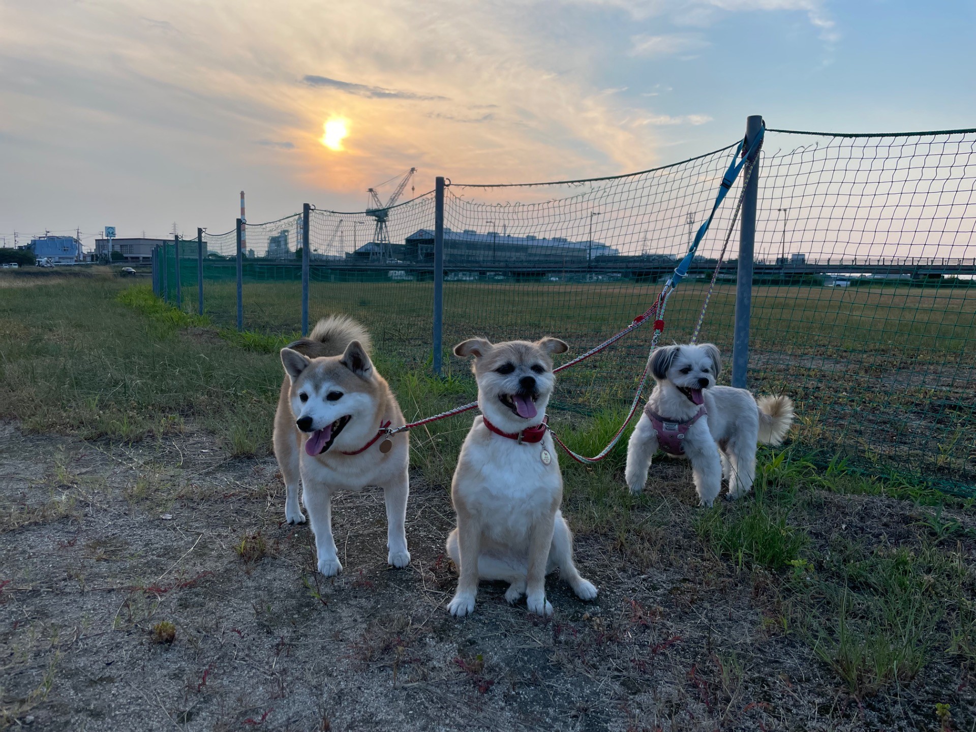 河川敷、夕焼けみながらお散歩♪