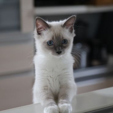 ごはん、まだ？
