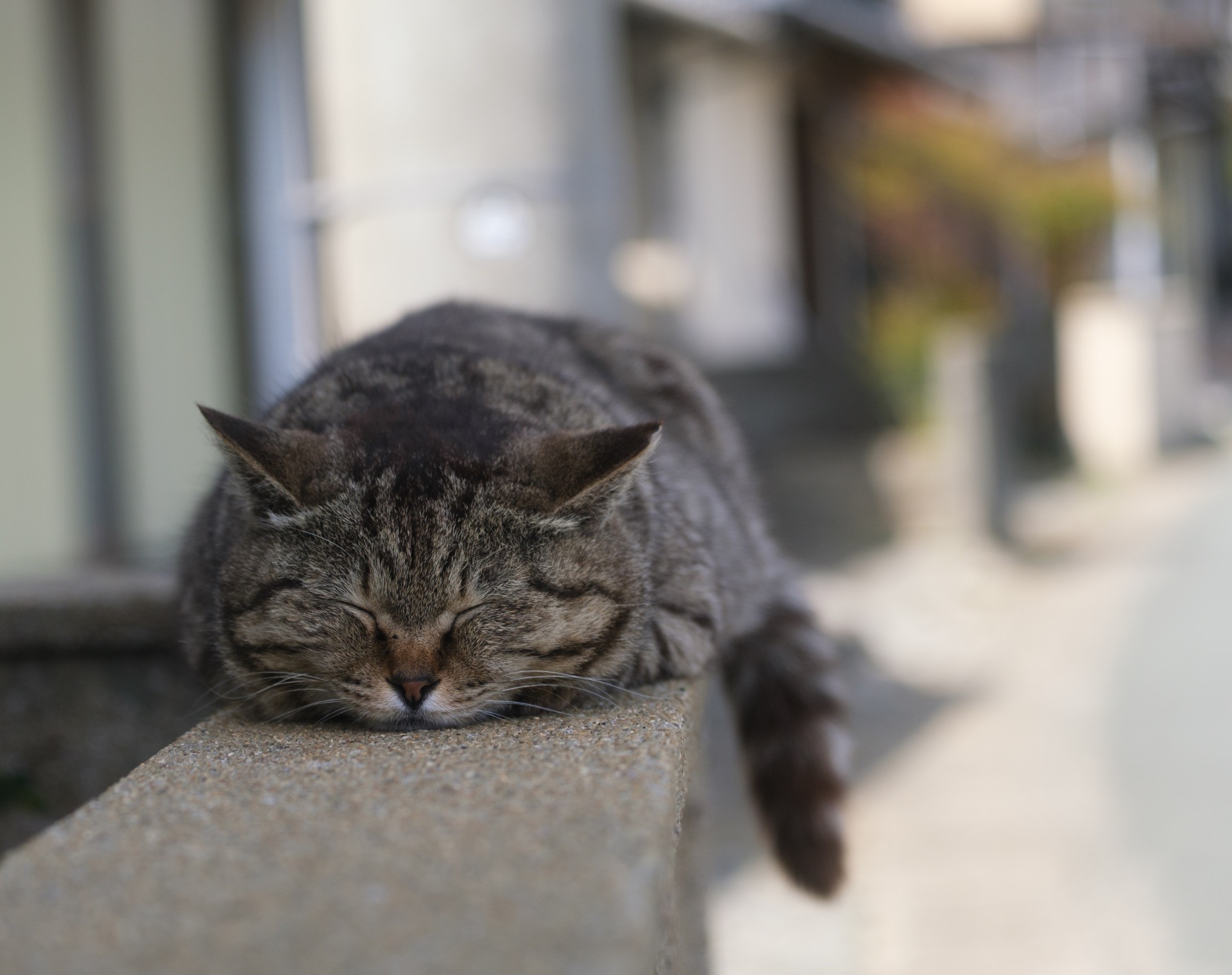 暑くとも