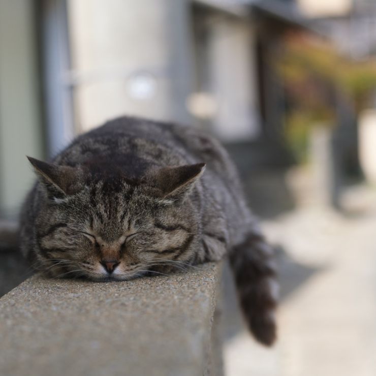 暑くとも