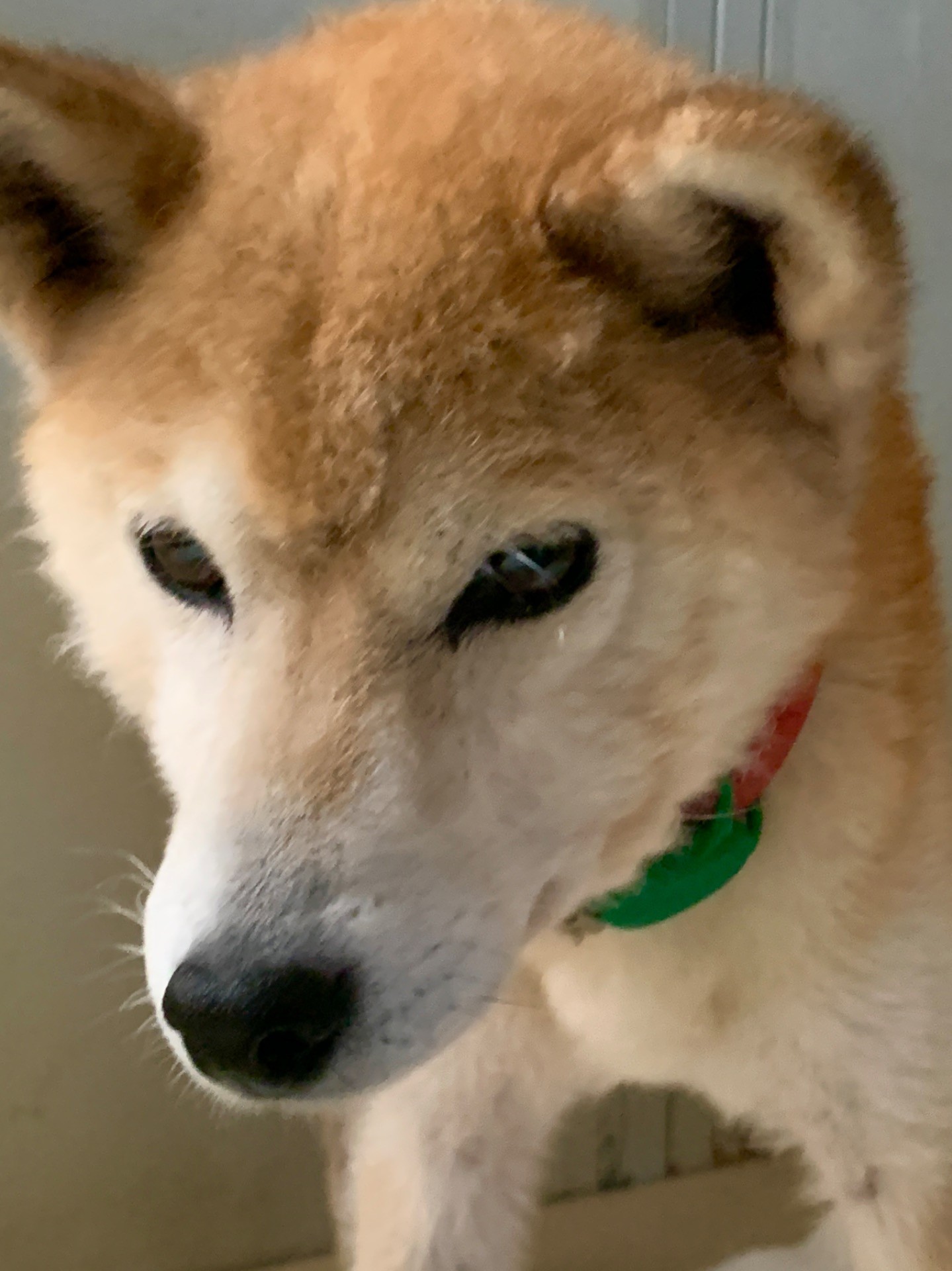 きぬちゃんの未来