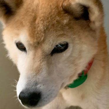 きぬちゃんの未来