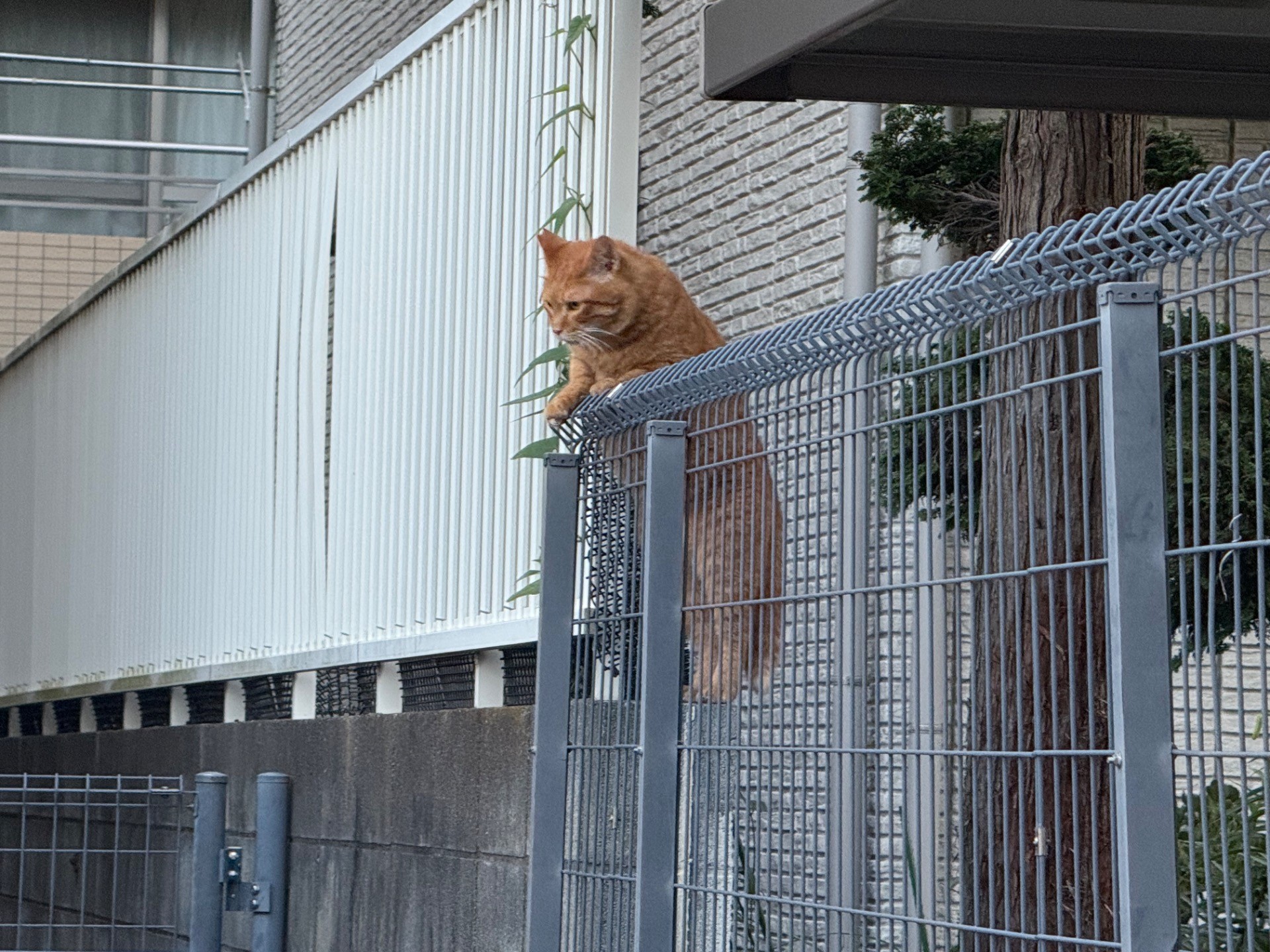 麦ちゃんいる？