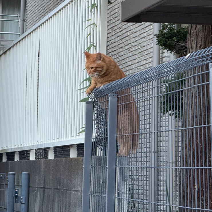 麦ちゃんいる？