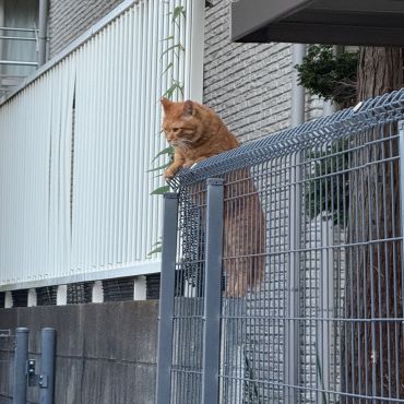 麦ちゃんいる？