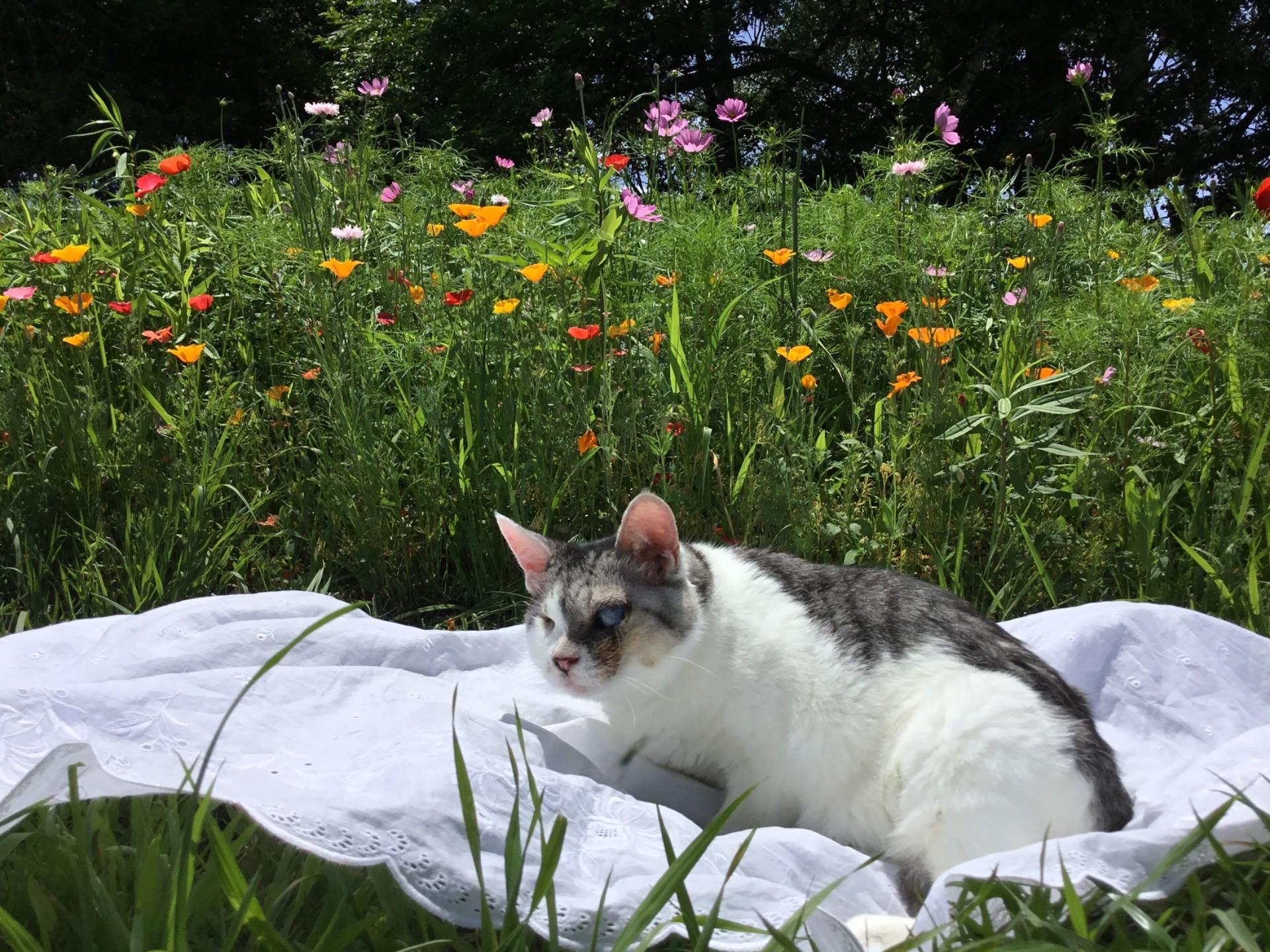 ある初夏の日､秘密の花園で