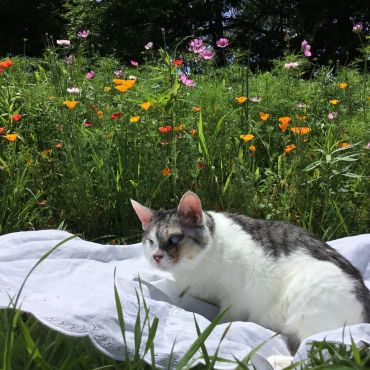 ある初夏の日､秘密の花園で