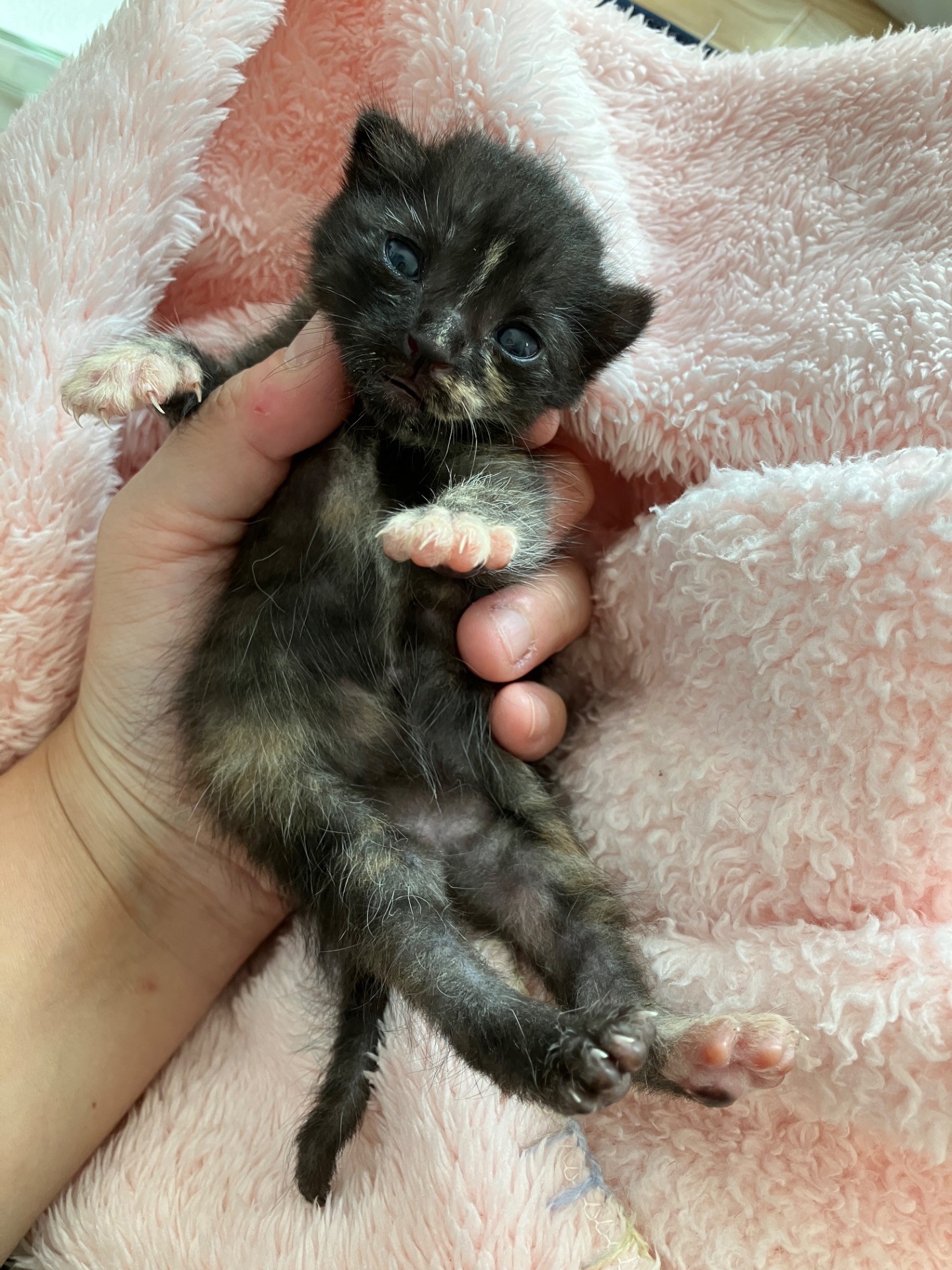 子猫が繋いだ人とのご縁