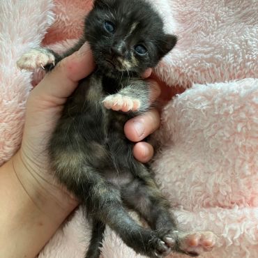 子猫が繋いだ人とのご縁