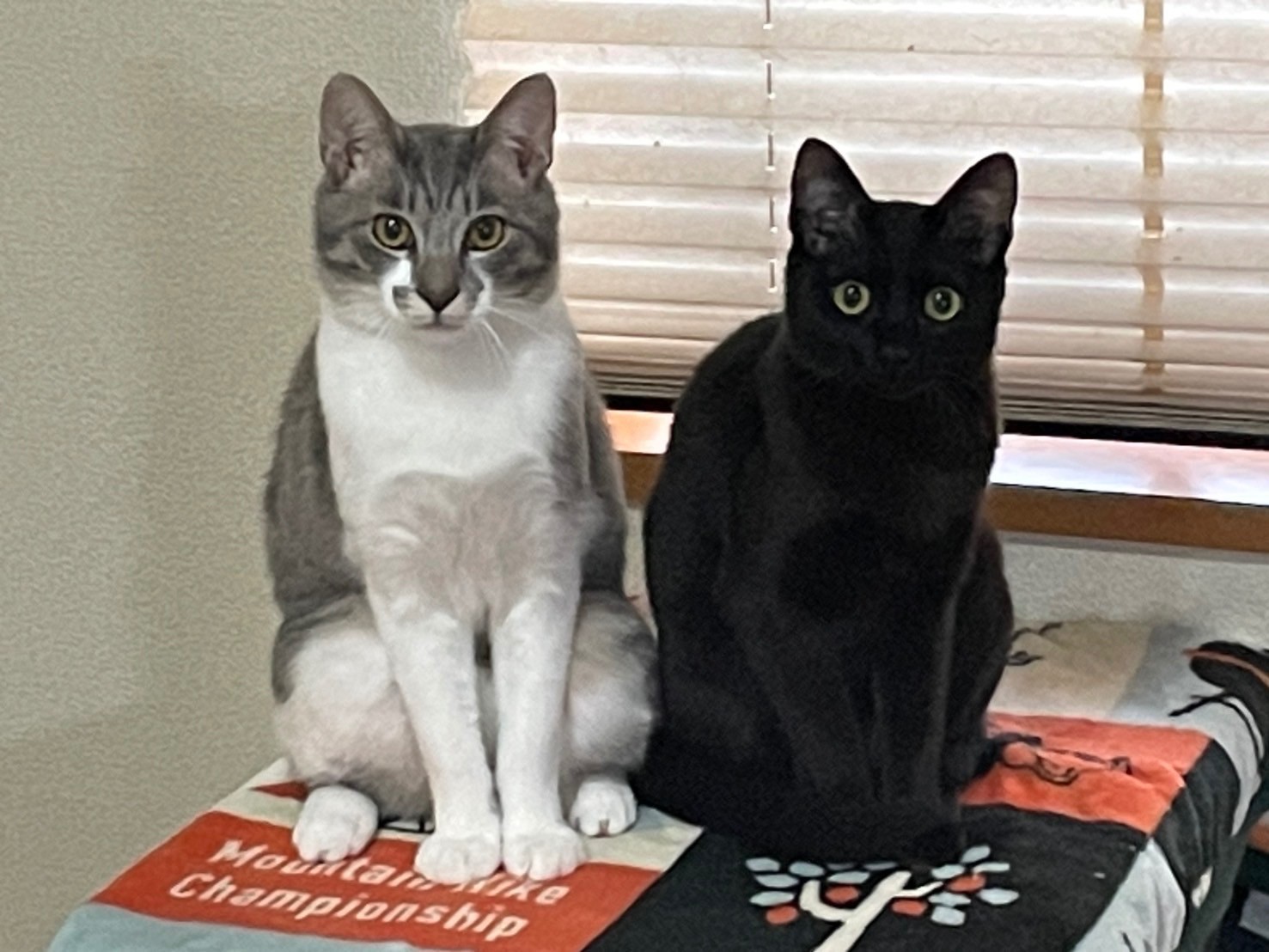 兄妹猫