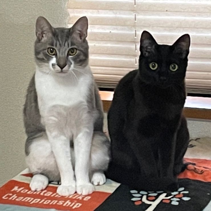 兄妹猫