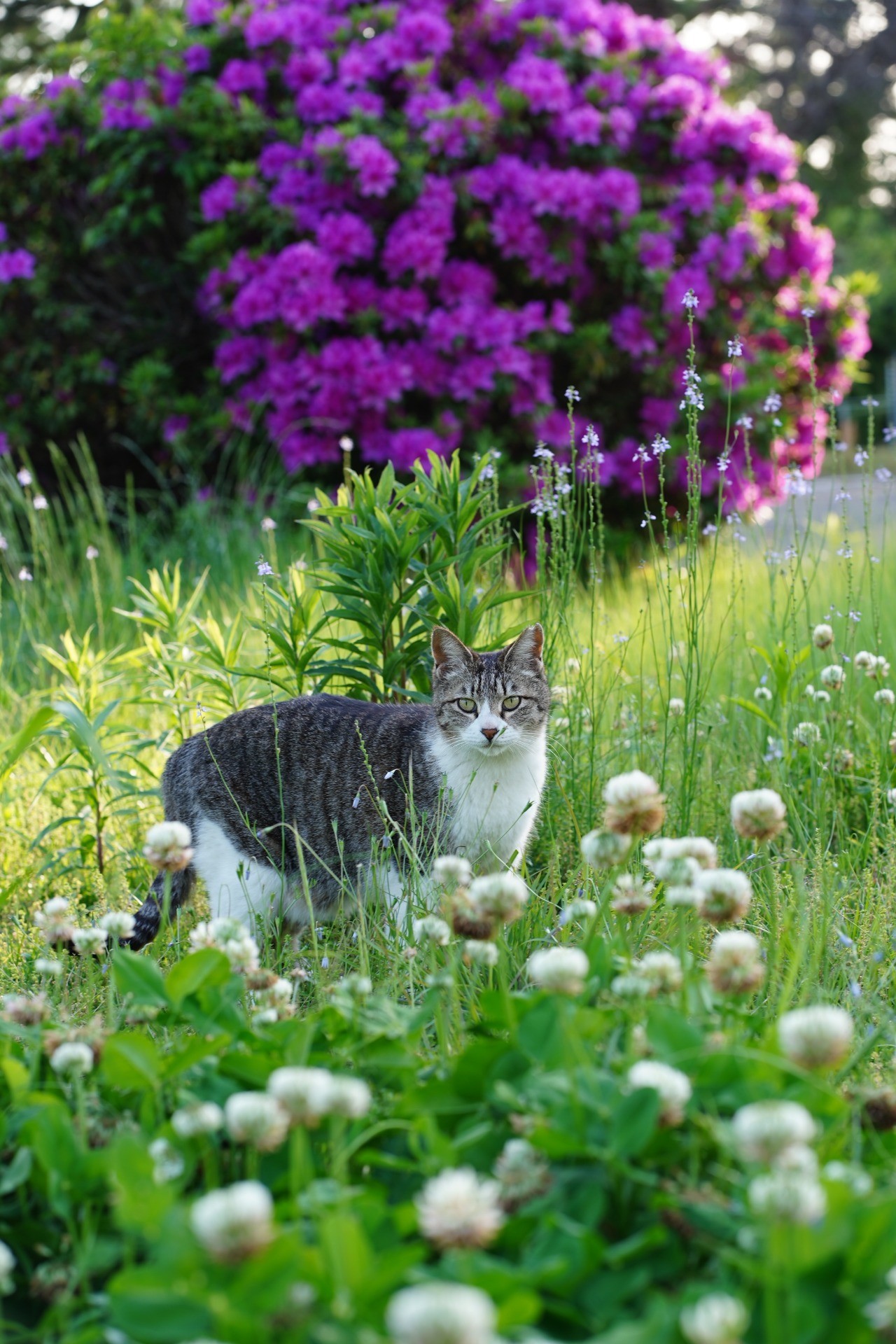ねこさんと花
