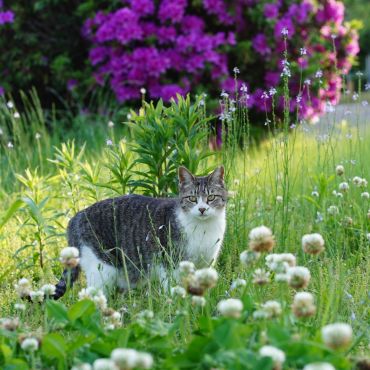 ねこさんと花
