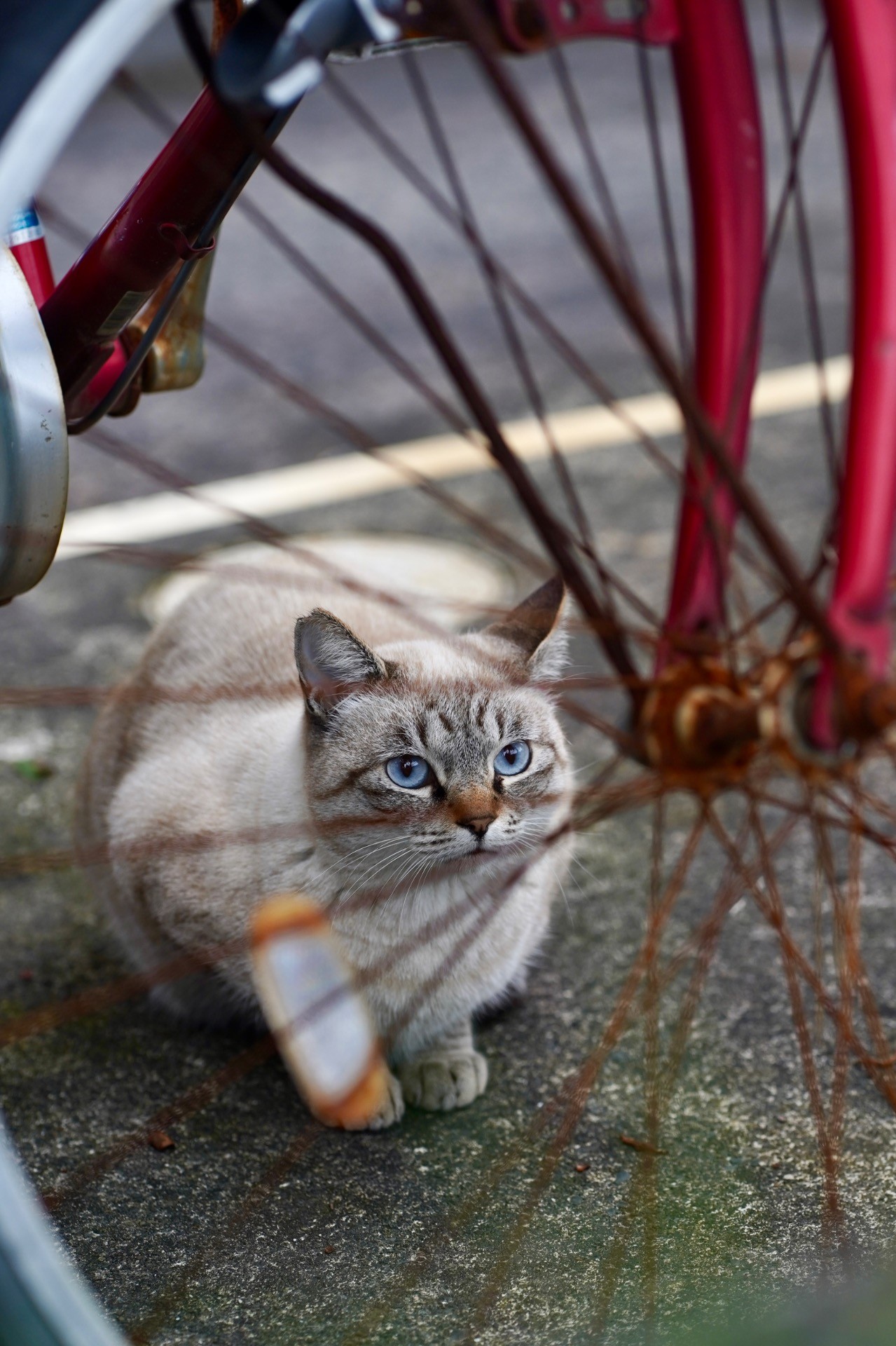 車輪の向こうから