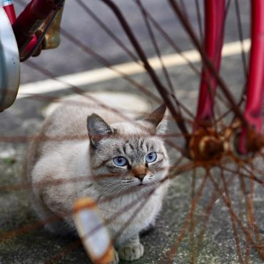 車輪の向こうから