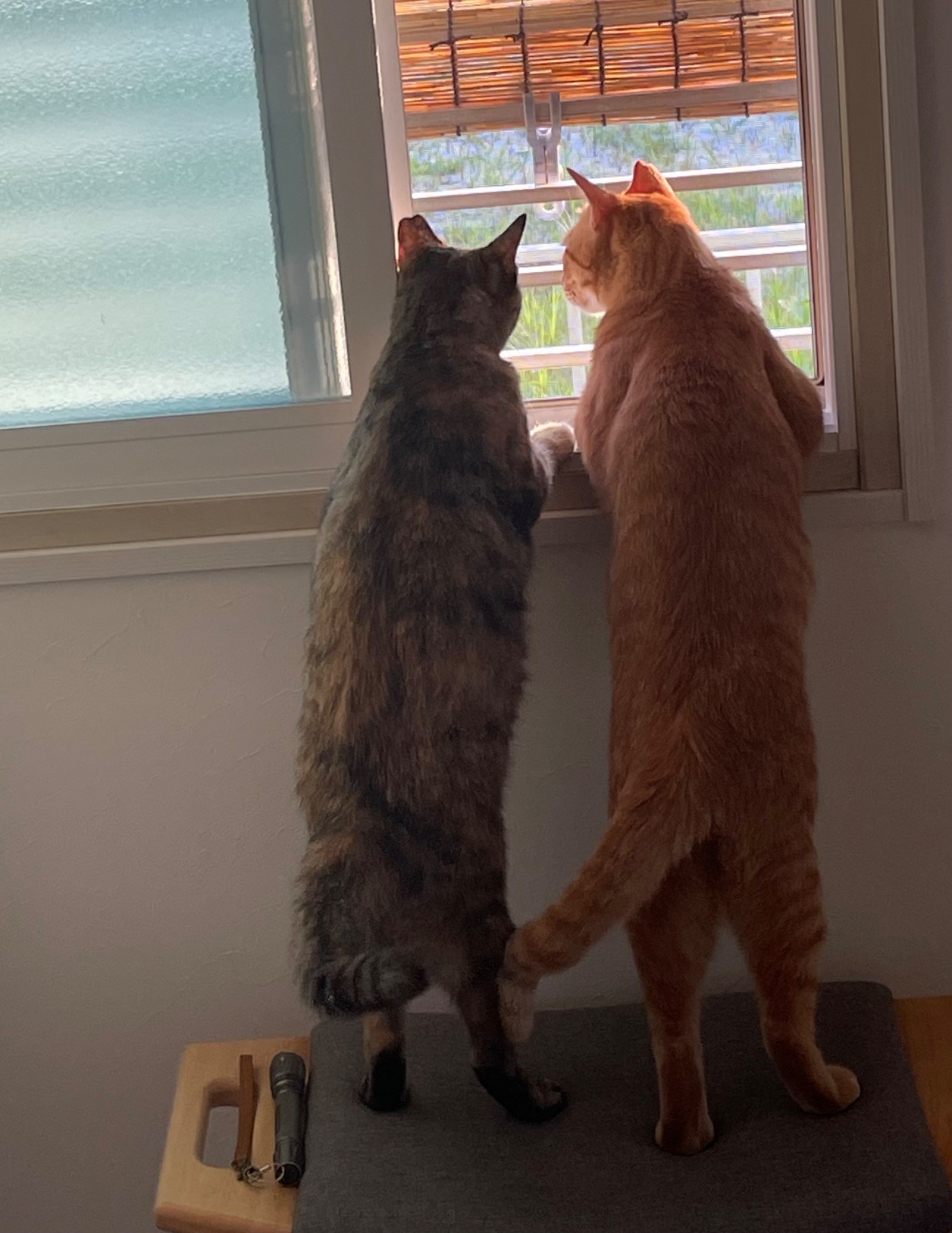 お外見えるね‼︎