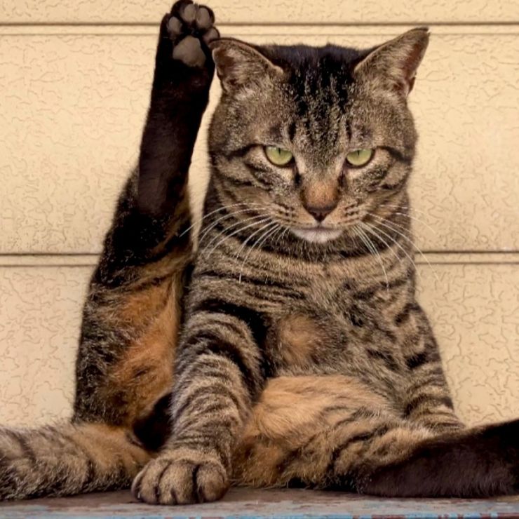 ワルねこ参上