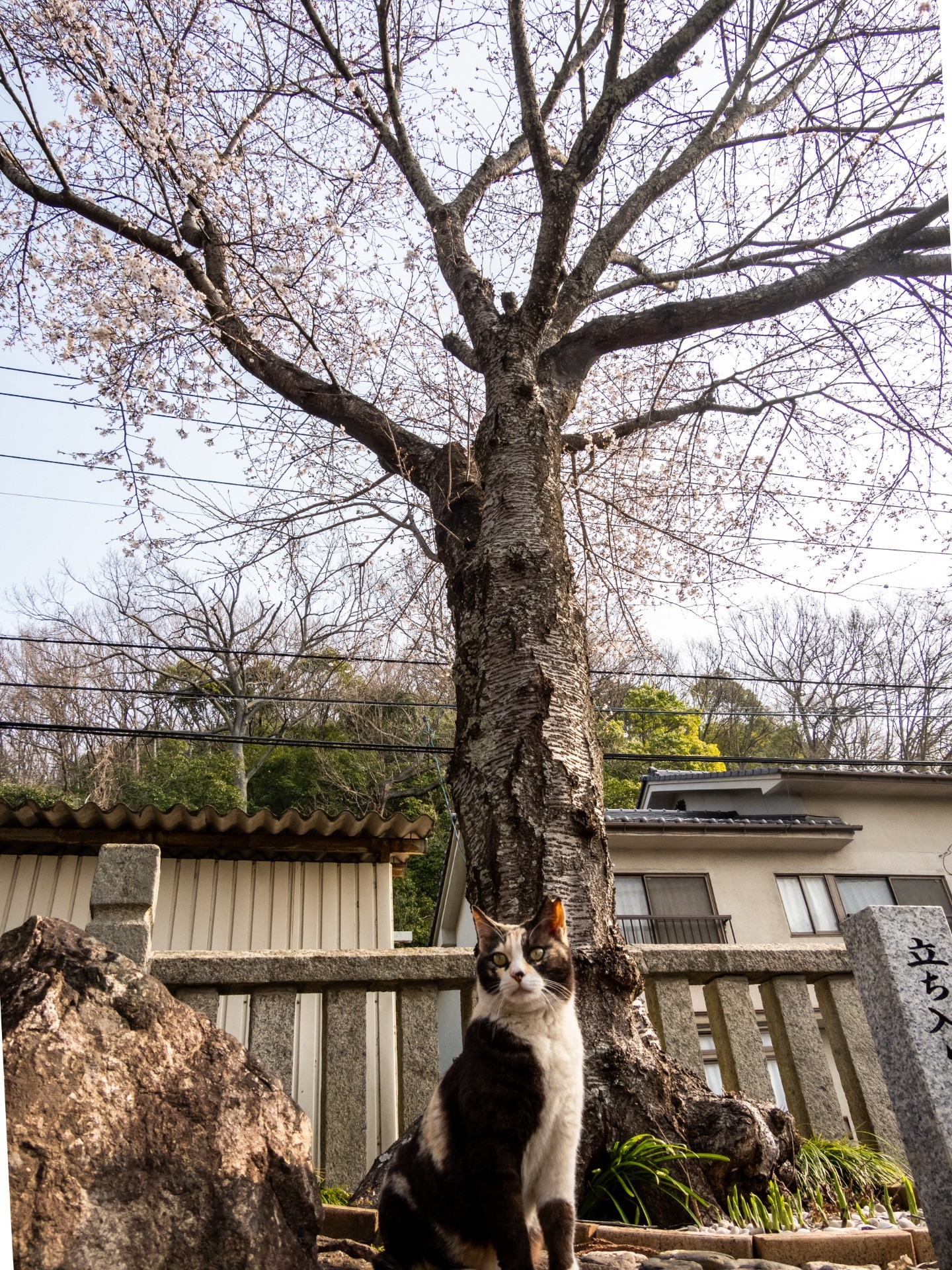 お澄まし顔で楽しみ中