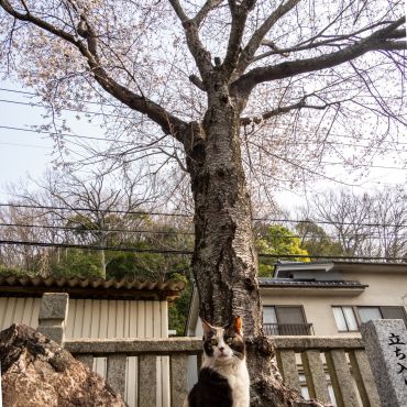 お澄まし顔で楽しみ中